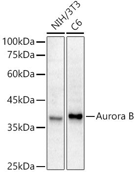 [KD Validated] Aurora B Rabbit mAb