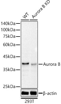 [KD Validated] Aurora B Rabbit mAb