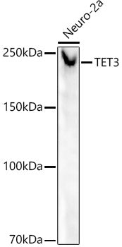 TET3 Rabbit mAb
