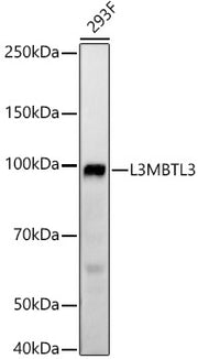 L3MBTL3 Rabbit mAb