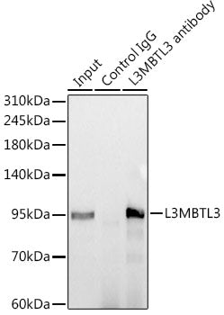 L3MBTL3 Rabbit mAb