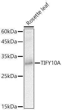 TIFY10A Rabbit pAb