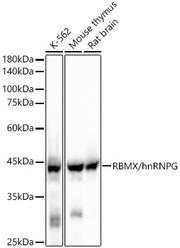 RBMX/hnRNP G Rabbit mAb