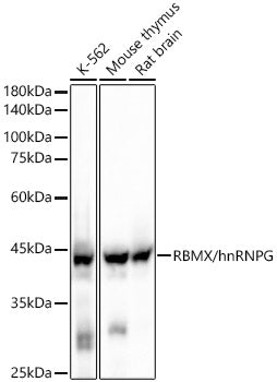 RBMX/hnRNP G Rabbit mAb