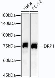DRP1 Rabbit mAb