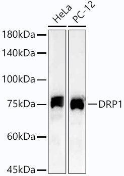 DRP1 Rabbit mAb