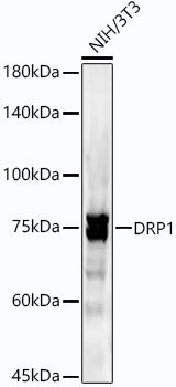 DRP1 Rabbit mAb