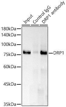 DRP1 Rabbit mAb