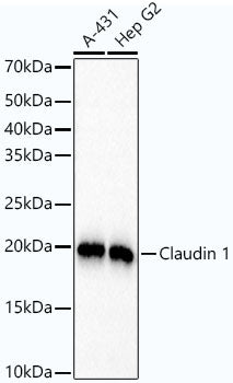 [KO Validated] Claudin 1 Rabbit mAb