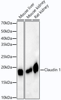 [KO Validated] Claudin 1 Rabbit mAb