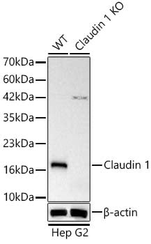 [KO Validated] Claudin 1 Rabbit mAb