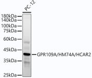 GPR109A/HM74A/HCAR2 Rabbit mAb