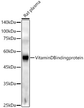 Vitamin D Binding protein Rabbit mAb