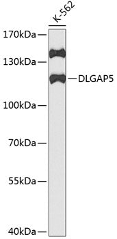 DLGAP5 Rabbit pAb