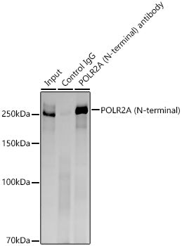 POLR2A (N-terminal) Rabbit mAb