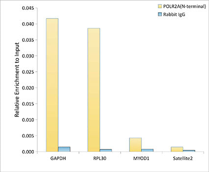 POLR2A (N-terminal) Rabbit mAb