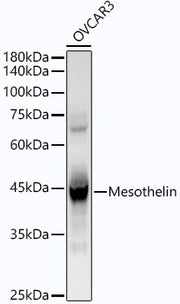 Mesothelin Rabbit mAb