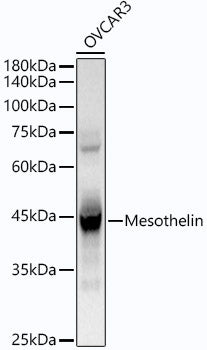 Mesothelin Rabbit mAb