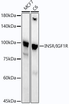 INSR/IGF1R Rabbit mAb