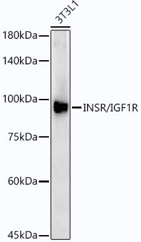 INSR/IGF1R Rabbit mAb