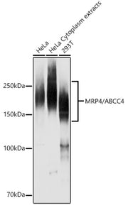 MRP4/ABCC4 Rabbit pAb