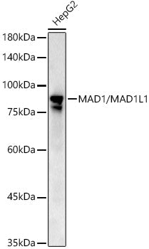 [KD Validated] MAD1/MAD1L1 Rabbit pAb