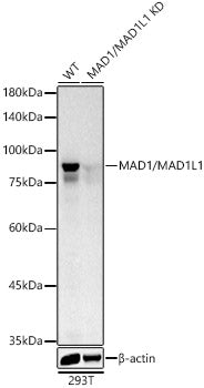 [KD Validated] MAD1/MAD1L1 Rabbit pAb