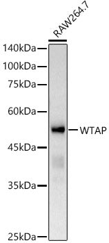 WTAP Rabbit pAb