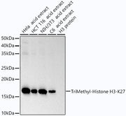 TriMethyl-Histone H3-K27 Rabbit mAb