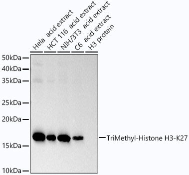TriMethyl-Histone H3-K27 Rabbit mAb
