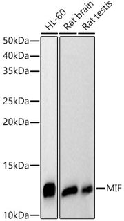 [KD Validated] MIF Rabbit pAb