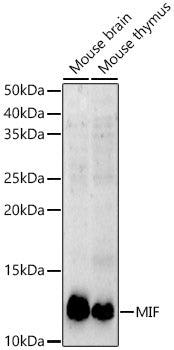 [KD Validated] MIF Rabbit pAb