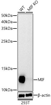[KD Validated] MIF Rabbit pAb