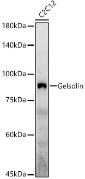 [KD Validated] Gelsolin Rabbit pAb
