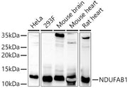 NDUFAB1 Rabbit pAb