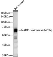 NADPH oxidase 4 (NOX4) Rabbit pAb