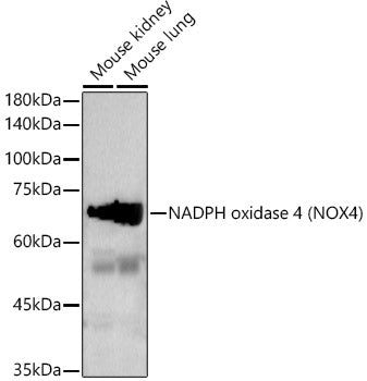 NADPH oxidase 4 (NOX4) Rabbit pAb
