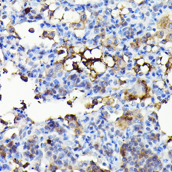 NADPH oxidase 4 (NOX4) Rabbit pAb