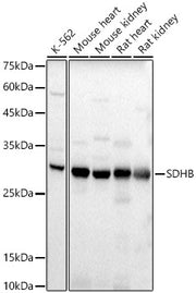 SDHB Rabbit pAb