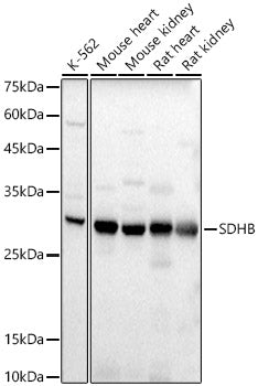 SDHB Rabbit pAb