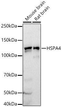 HSPA4 Rabbit pAb