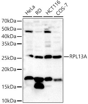 RPL13A Rabbit pAb