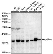 AMPKγ1 Rabbit pAb