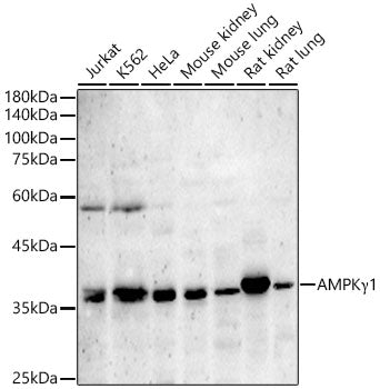 AMPKγ1 Rabbit pAb