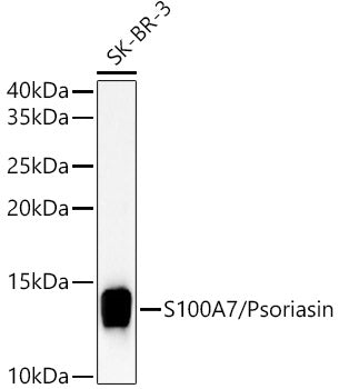 S100A7/Psoriasin Rabbit pAb