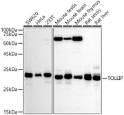 TOLLIP Rabbit pAb