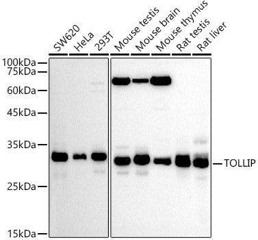 TOLLIP Rabbit pAb