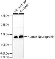 Human Neurogranin Rabbit pAb