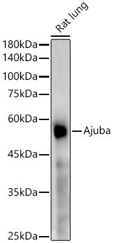 [KD Validated] Ajuba Rabbit mAb