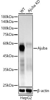 [KD Validated] Ajuba Rabbit mAb